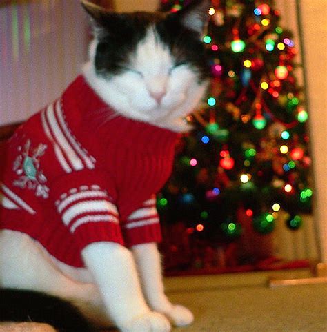 Shudder At These Pictures Of Cats Wearing Ugly Holiday Sweaters Catster
