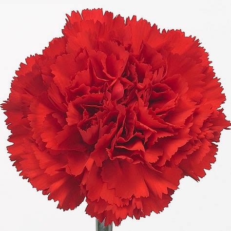Carnation Don Pedro 70cm Wholesale Dutch Flowers Florist Supplies UK