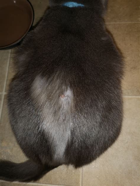 Pictures Of Ringworm On Cats Back Cats Ghy