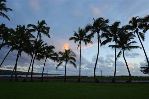 Coconut Tree In Hawaii Stock Photo Image Of Hawaii 164724160