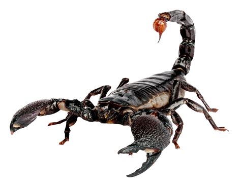 Scorpion PNG Image - PurePNG | Free transparent CC0 PNG Image Library png image