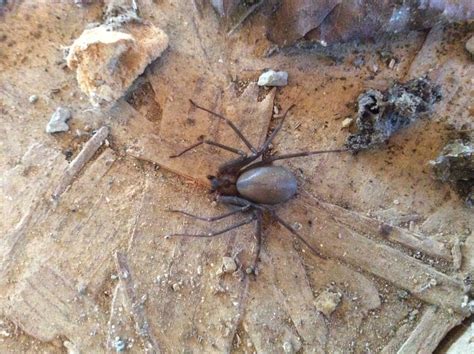 Pregnant Brown Recluse Spider Brown Recluse Spider Recluse Spider