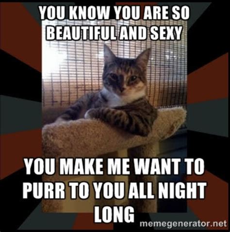 Watch The Unbelievable Funny Naughty Cat Memes Hilarious Pets Pictures