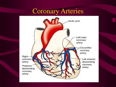 Blocked arteries in neck, produce symptoms only when the blockage is severe. PPT - Heart & Neck Vessels—A&P PowerPoint Presentation, free download - ID:2409782