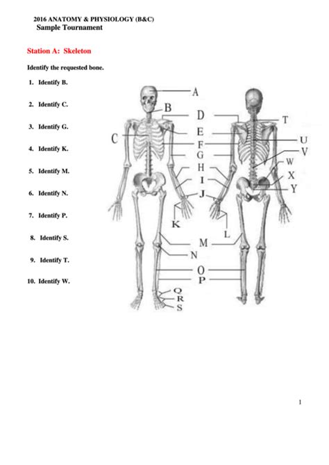 Fill In The Blank Anatomy Worksheet