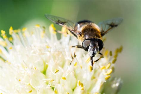 Closeup Honey Bee On An Onion Flower Collects Pollen Pollination Of