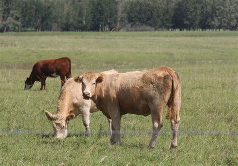 crown land opened up to manitoba cattle producers the western producer