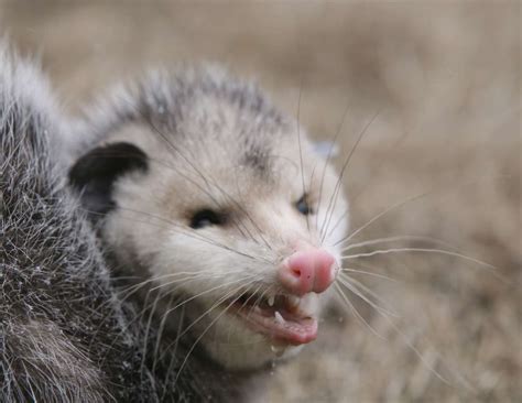 can opossums get rabies and other diseases outdoor pests