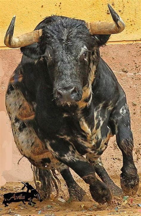 El Toro Formidable Bull In Mid Charge Animals With Horns Animals