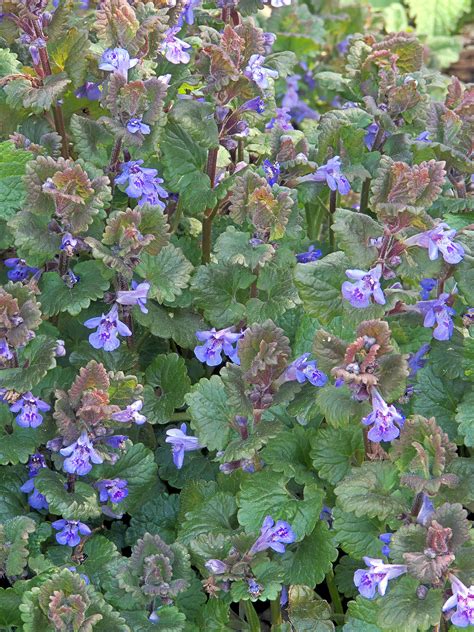 Propagate by seed or propagate by division. Glechoma hederacea - Wikipedia