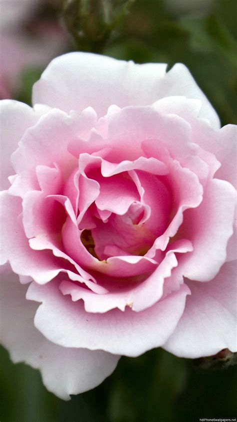 See more ideas about rose, wallpaper, soft feminine style. Rose Wallpaper for iPhone (87+ images)