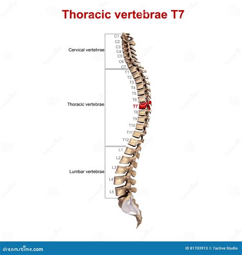 Thoracic Vertebrae T7 Royalty Free Stock Photography Cartoondealer