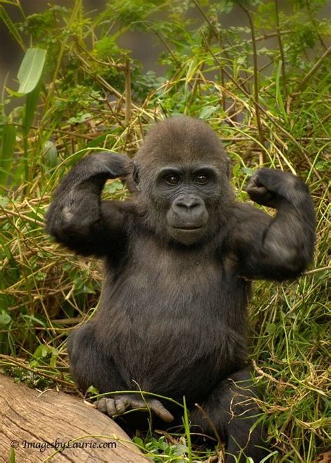 Young Gorilla Showing Off His Newly Forming Muscles Animal Kingdom