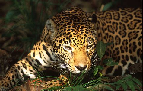 Animales En Peligro De Extinción Jaguar