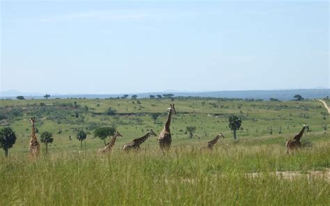 In pictures: the British charity protecting Ugandan wildlife - Telegraph