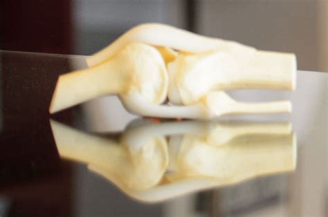 Researchers Aim To Regenerate Human Limbs By 2030 Uconn Today