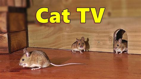 Cat Tv ~ Mice In The Jerry Mouse Hole 🐭 8 Hours 🐭 Videos For Cats Youtube