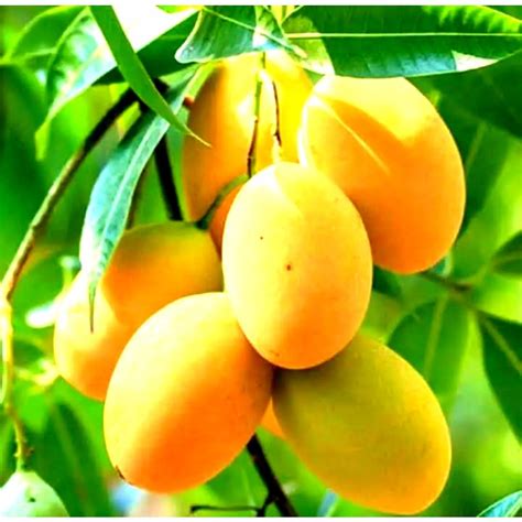 They also help improve your heart health, reduce acne, and slow the aging mango is native to southeast asia. Pin by lpindialp on lpindialp | Mango fruit, Fruit, Mango ...