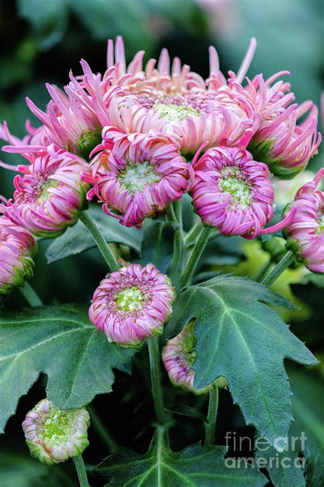 Prettiest Pink Chrysanthemums Photograph By Janice Noto Fine Art America