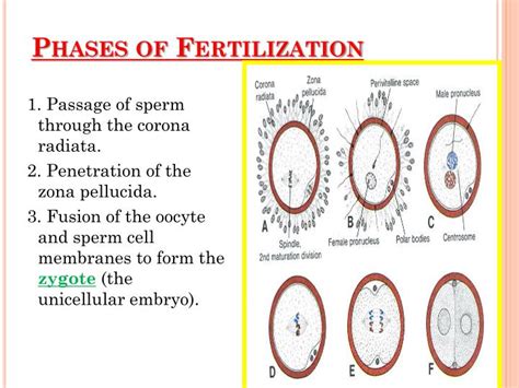 Stages Of Human Fertilization Process