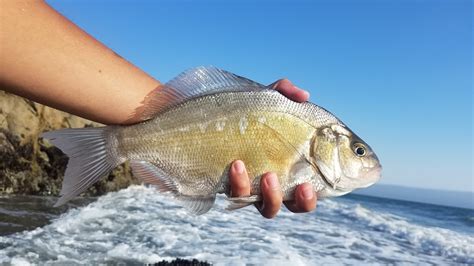 Today i had fish tacos on my mind! Keep Calm and Fly Fish: Stinson Summer Surf Fishing