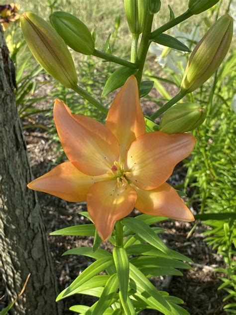 Lily Lilium Easy Whisper In The Lilies Database