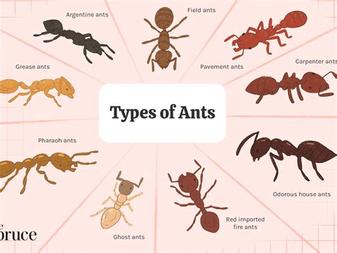 How Many Types Of Ants Are There Pest Phobia