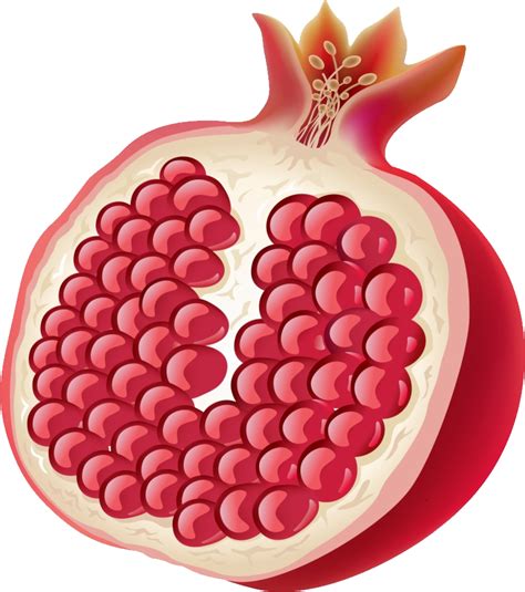 Pomegranate Png Transparent Image Download Size 800x903px