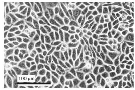 Cho Cells Molecular Biology