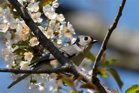 Enjoying The Spring Blossoms Birds And Blooms