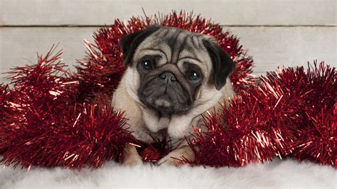 Baby Pet Puppy With Christmas Decoration Hd Animals Wallpapers Hd
