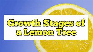 Growth Stages Of A Lemon Tree Life Cycle Rockets Garden