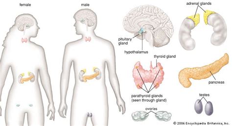 Human Endocrine System Description Function Glands And Hormones