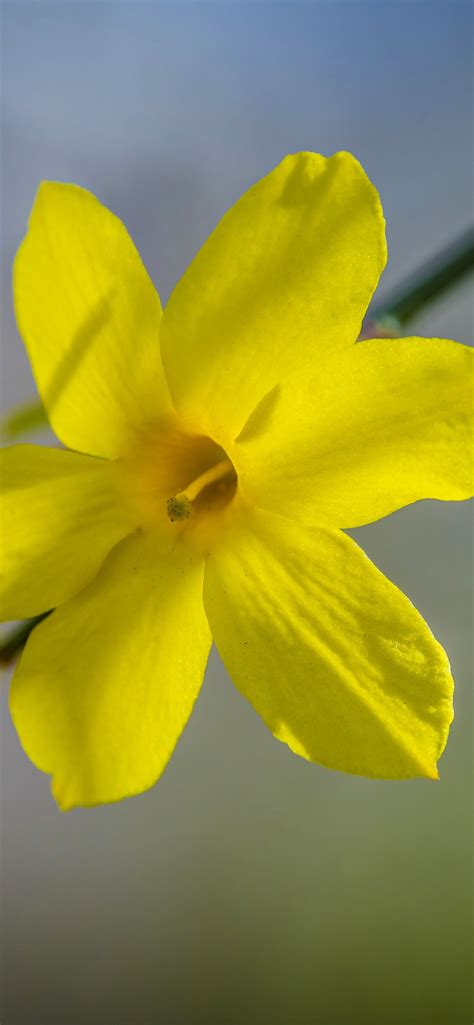 Daffodils Yellow Flower Close Up Petals Stem 1242x2688 Iphone 11 Pro