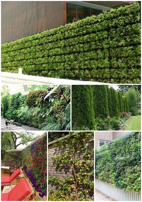 Evergreens make wonderful, quick hedges and privacy screens. 15 Living Privacy Fences