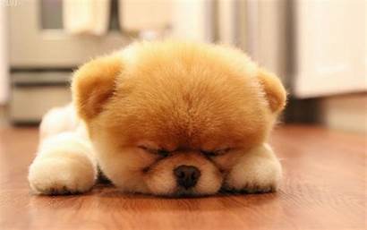 Boo Dog Cutest Desktop Wallpapers Pomeranian Sleeping