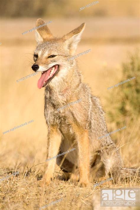 South American Gray Fox Patagonian Fox Chilla Or Grey Zorro