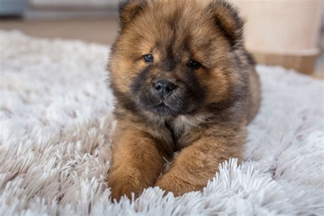 Chow Mix Puppies 14 Lovely Pictures Of Chow Chows To Make You Fall In