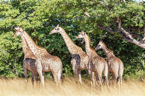 South African Giraffe Chobe Botswana Safari Photograph By Artush Foto Pixels