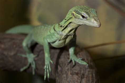 Emerald Tree Monitor Scaly Slimy Spectacular The Amphibian And