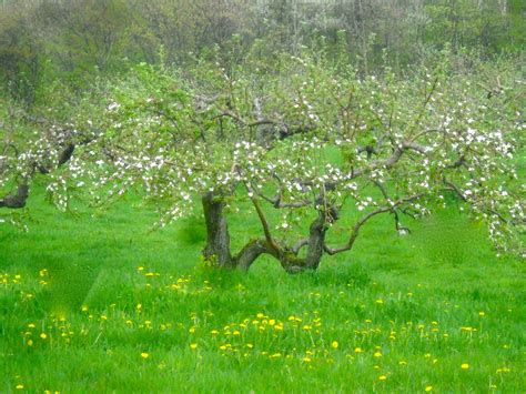 Arts Bayfield Almanac Apple Orchards In Bloom And A Very Large Headache