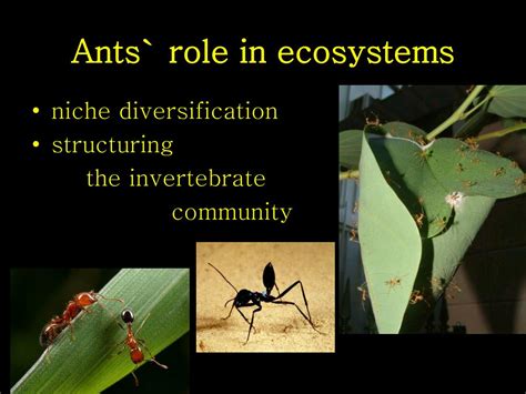 Ppt Ecology Of Ants Powerpoint Presentation Free Download Id6747446