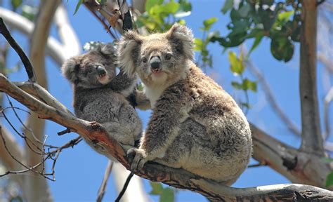 The 6 Wildest Animals You Need To See When You Visit Australia