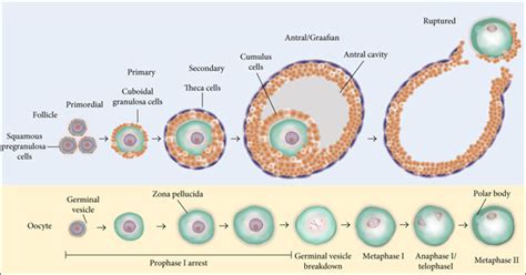 Stages Of Folliculogenesis And Oocyte Maturation Primordial Follicles