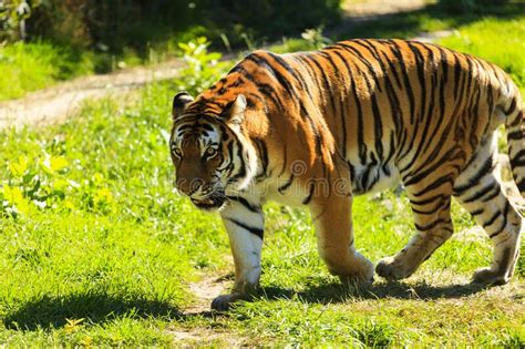 Bengal Tiger Walking India Stock Image Image Of Feline Mammal