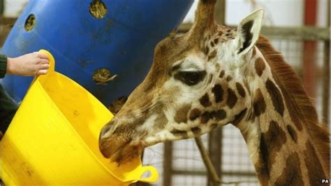 Giraffe Dental Work Is A Tall Order For Blair Drummond Vets Bbc News