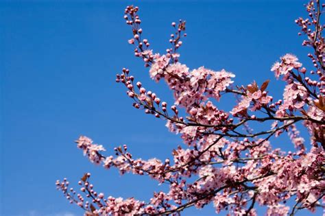 7 Simple Steps To Prune Your Flowering Cherry Tree Tree Journey