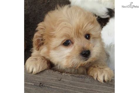 Vitamin k helps in absorbing. Poma-Poo - Pomapoo puppy for sale near Madison, Wisconsin. | d3ad5bc9-2421