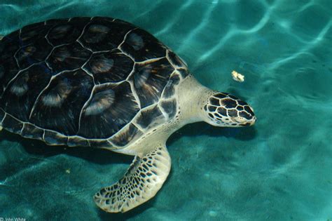 Marine Atlantic Ocean Green Sea Turtle Chelonia Mydas Sea Turtle