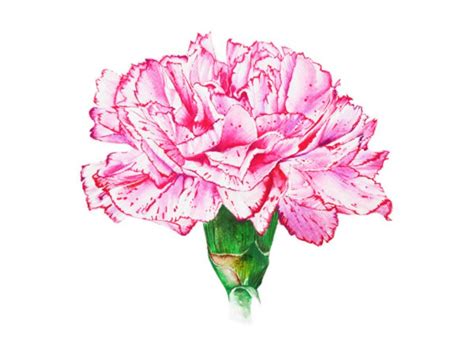 Pink Carnation Botanical Art Watercolor Painting Floral Etsy